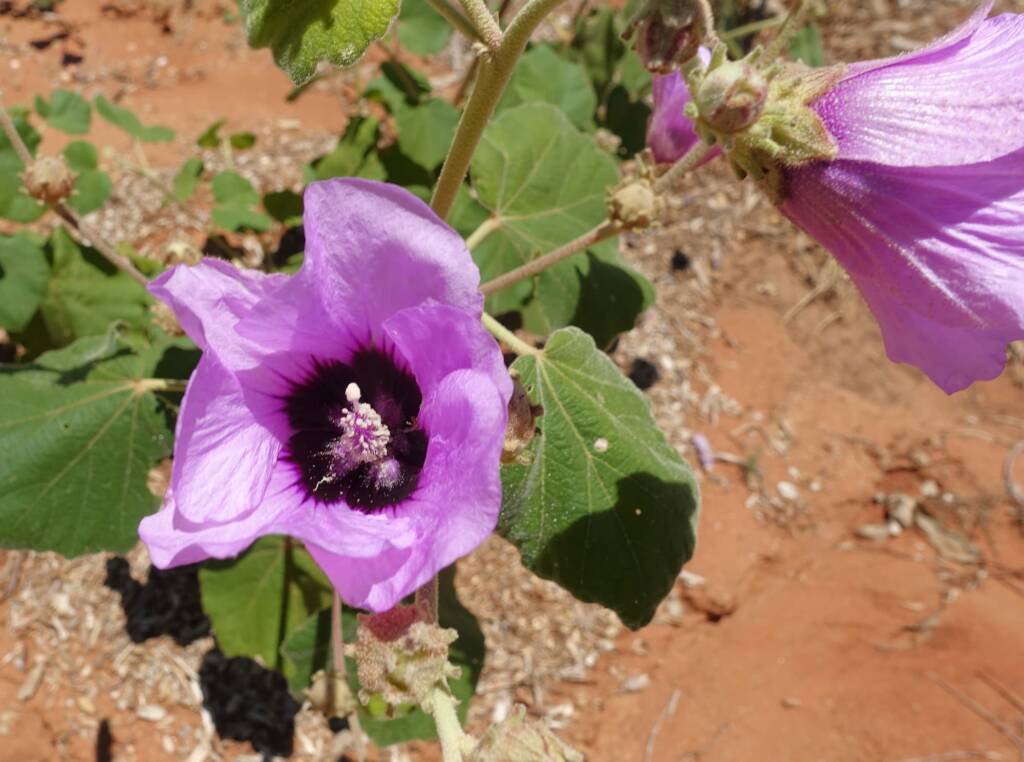 Bush Hibiscus (Radyera farragei)