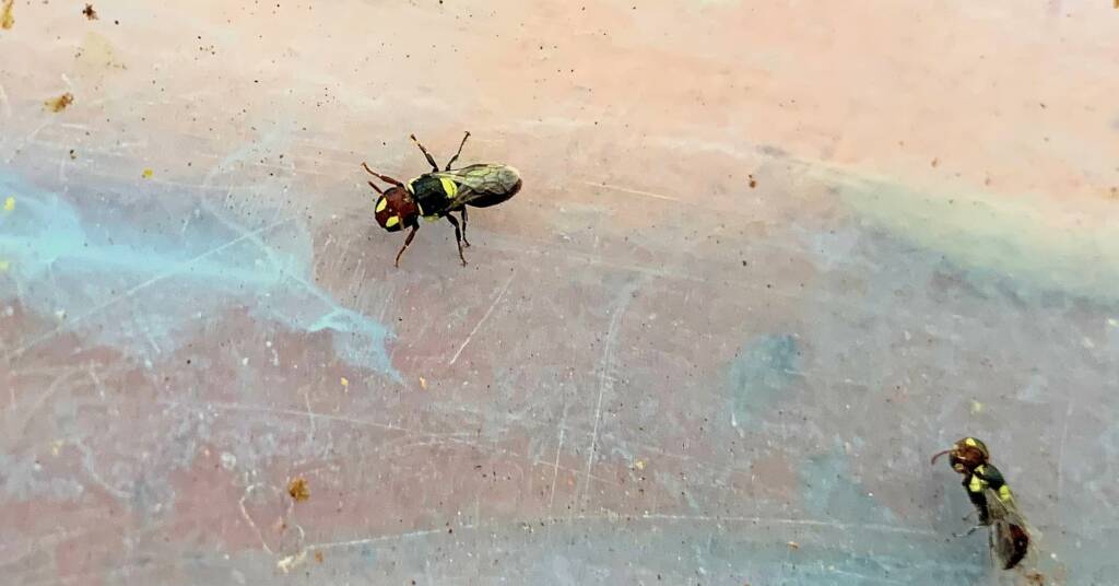 Masked Bee (Hylaeus sp), Alice Springs, NT