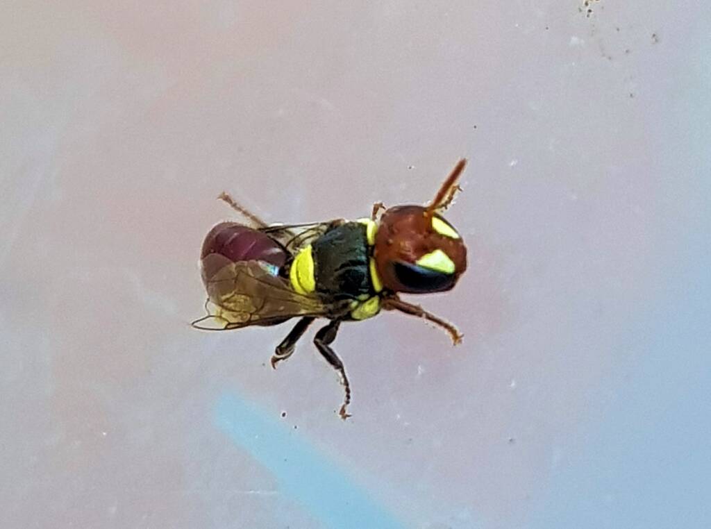 Masked Bee (Hylaeus sp), Alice Springs, NT