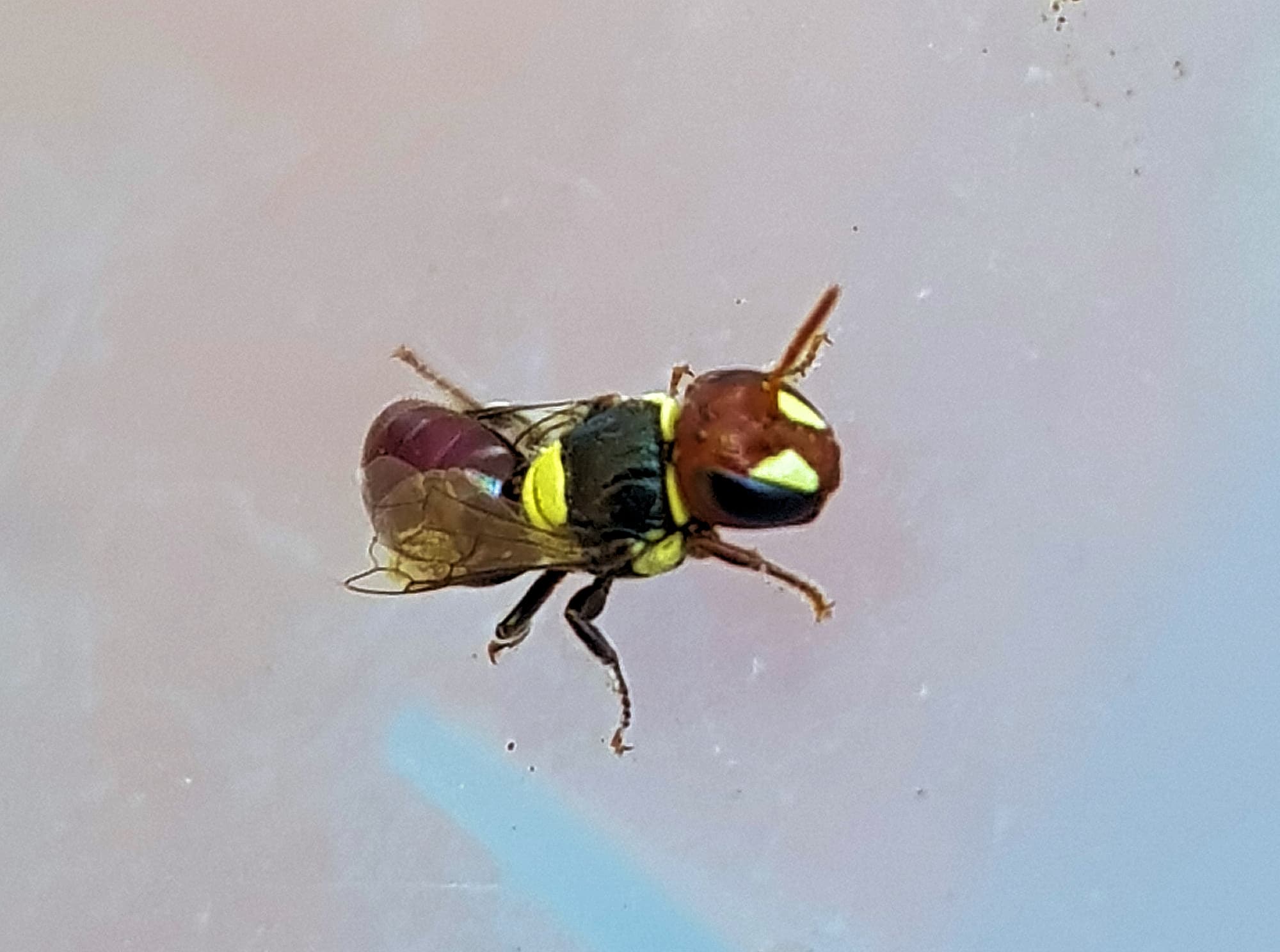Masked Bee (Hylaeus ruficeps), Alice Springs, NT