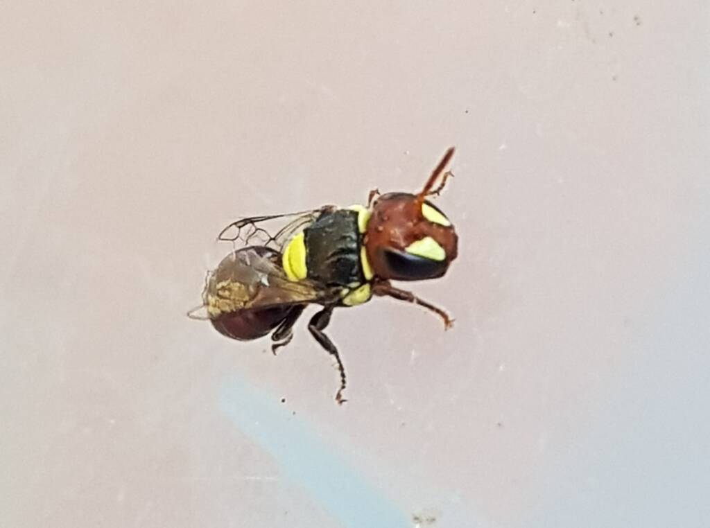 Masked Bee (Hylaeus sp), Alice Springs, NT
