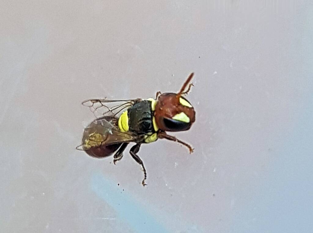 Masked Bee (Hylaeus ruficeps), Alice Springs, NT