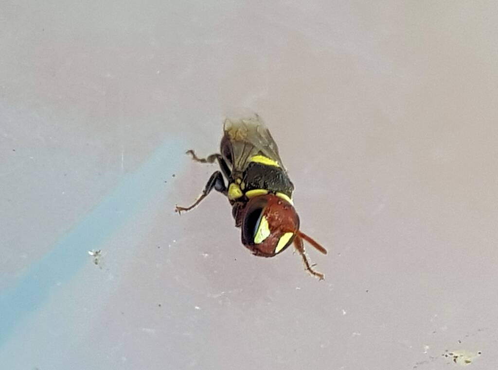 Masked Bee (Hylaeus ruficeps), Alice Springs, NT