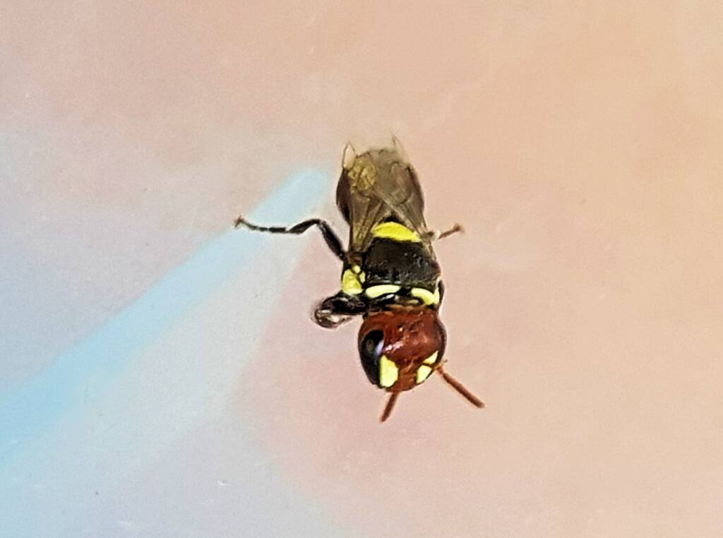 Masked Bee (Hylaeus sp), Alice Springs, NT