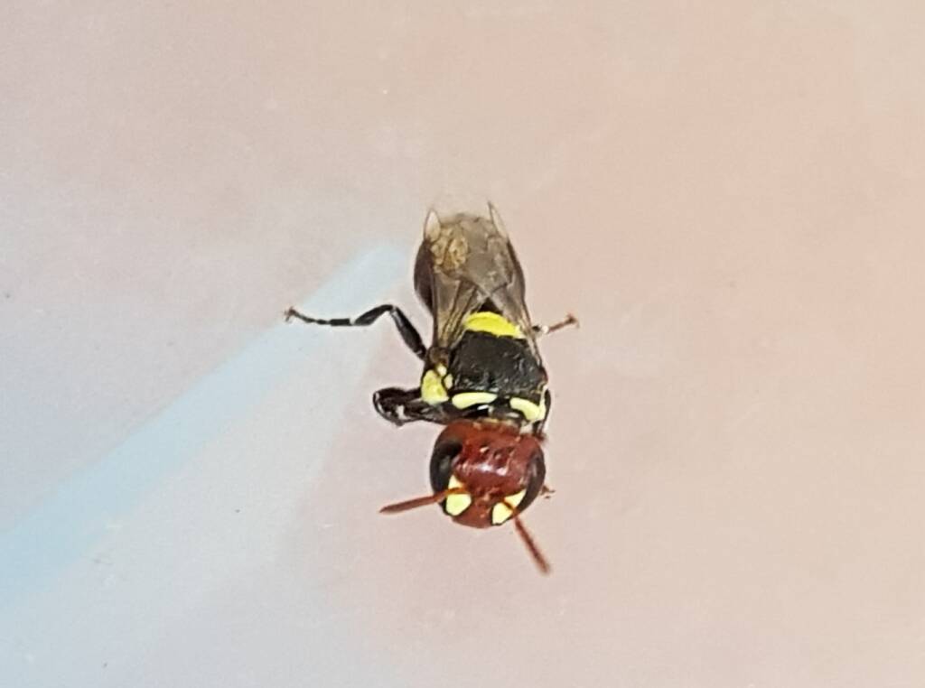 Masked Bee (Hylaeus sp), Alice Springs, NT