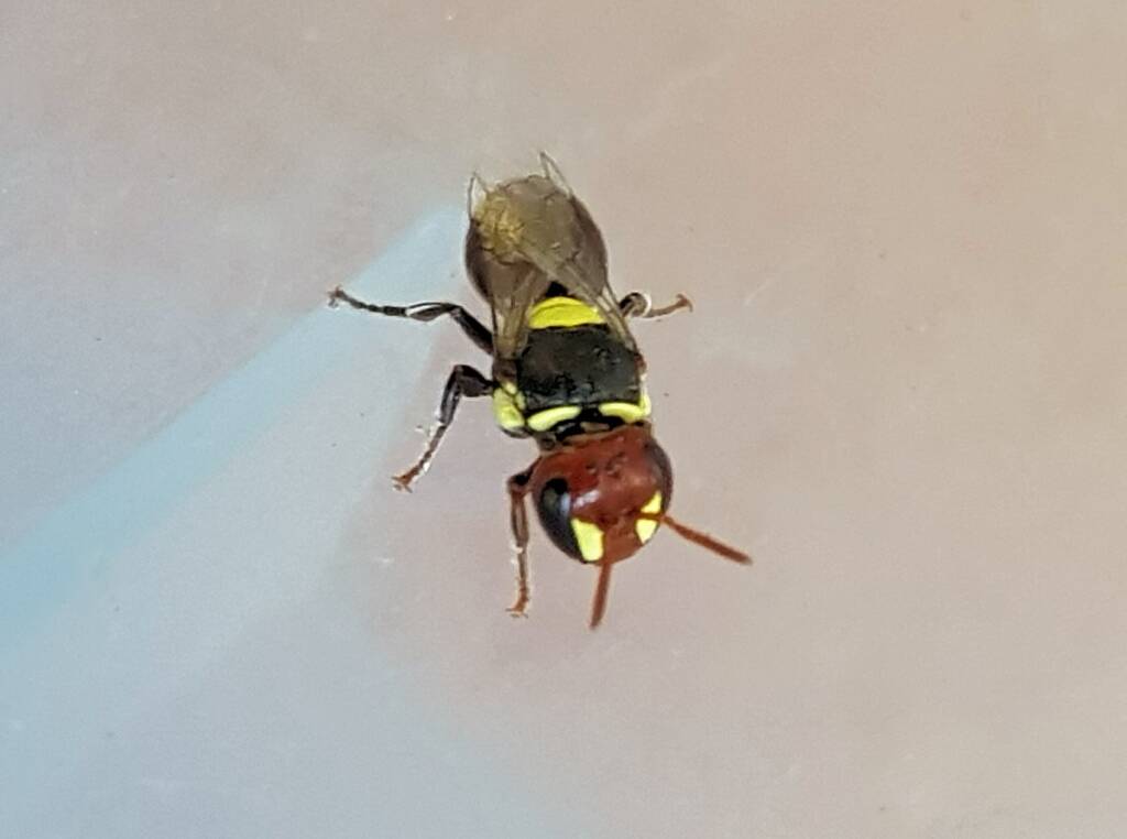 Masked Bee (Hylaeus sp), Alice Springs, NT