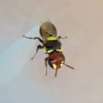 Masked Bee (Hylaeus ruficeps), Alice Springs, NT