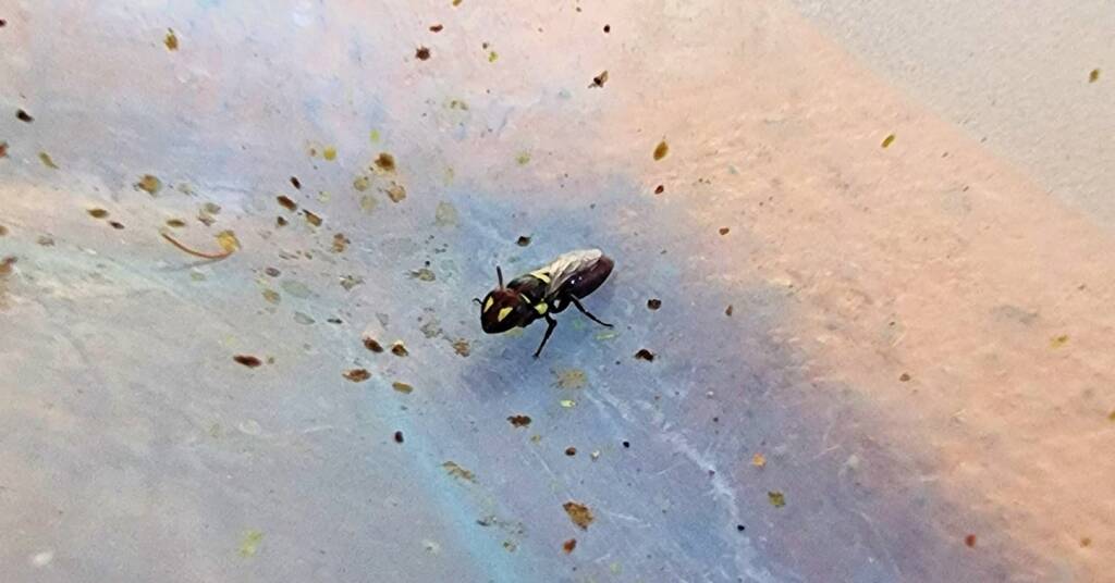 Masked Bee (Hylaeus sp), Alice Springs, NT