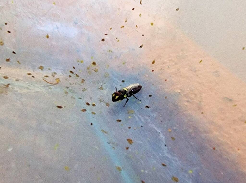 Masked Bee (Hylaeus sp), Alice Springs, NT