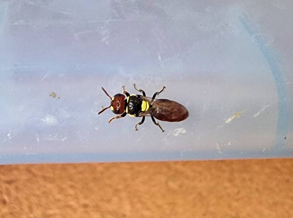 Masked Bee (Hylaeus sp), Alice Springs, NT
