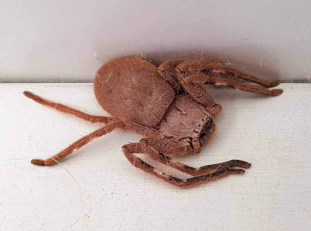 Isopedella inola, Australian Huntsman Spider, Alice Springs, NT