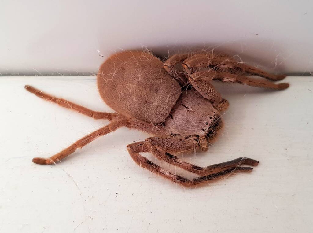 Isopedella inola, Australian Huntsman Spider, Alice Springs, NT