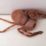 Isopedella inola, Australian Huntsman Spider, Alice Springs, NT