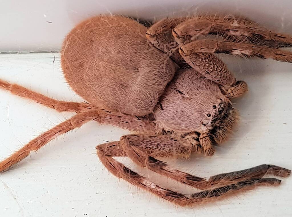 Isopedella inola, Australian Huntsman Spider, Alice Springs, NT