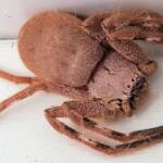 Isopedella inola, Australian Huntsman Spider, Alice Springs, NT