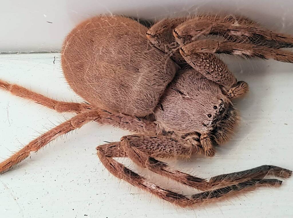 Isopedella inola, Australian Huntsman Spider, Alice Springs, NT