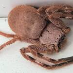 Isopedella inola, Australian Huntsman Spider, Alice Springs, NT