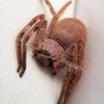 Isopedella inola, Australian Huntsman Spider, Alice Springs, NT