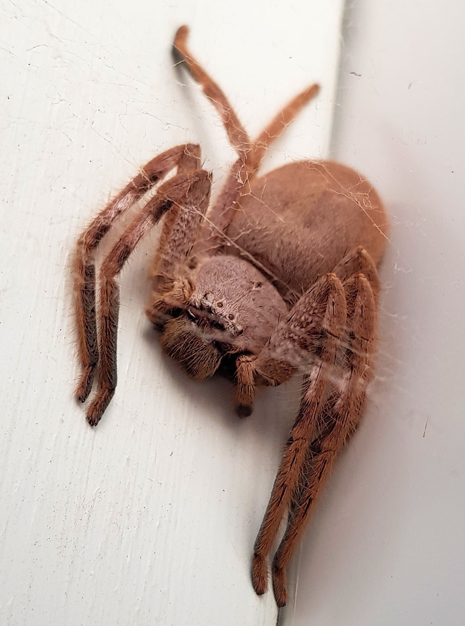 Isopedella inola, Australian Huntsman Spider, Alice Springs, NT