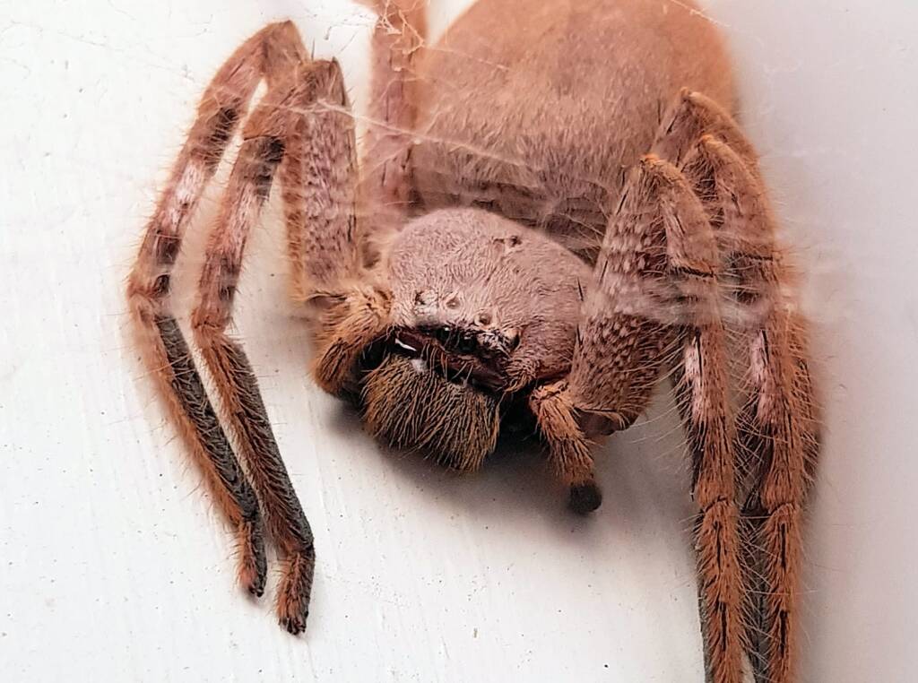 Isopedella inola, Australian Huntsman Spider, Alice Springs, NT