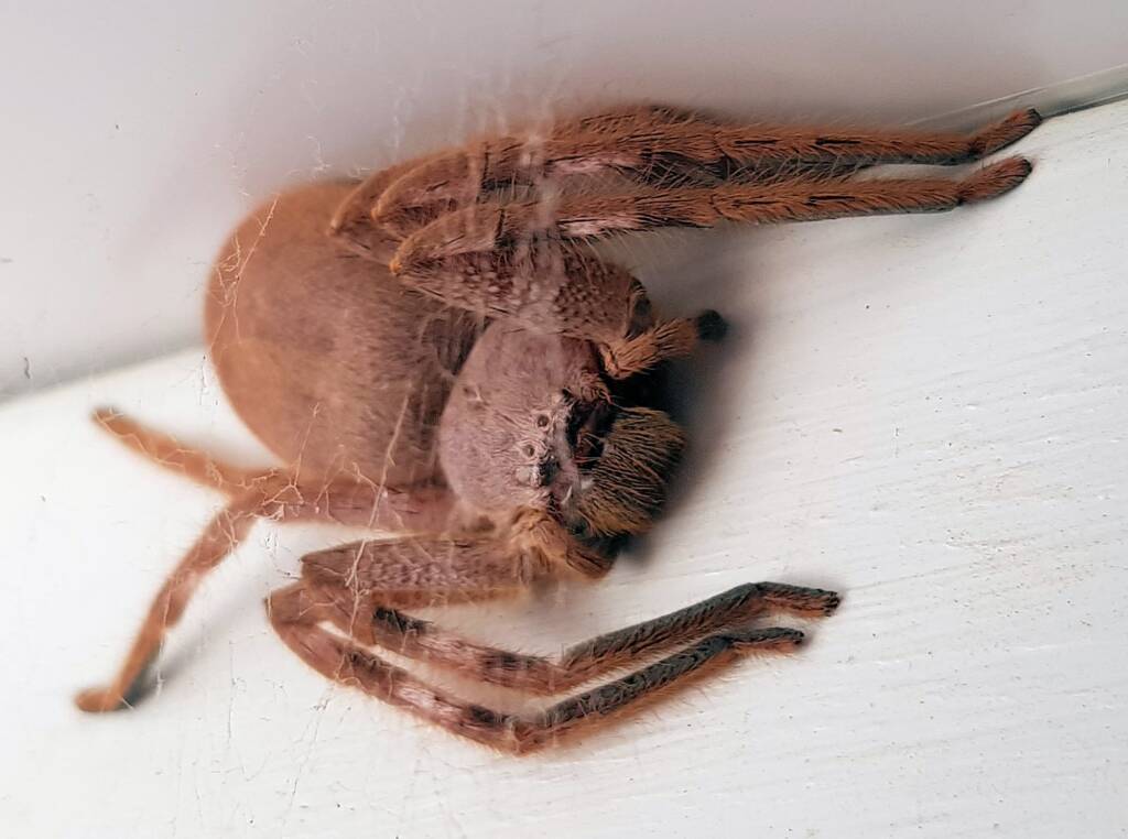 Isopedella inola, Australian Huntsman Spider, Alice Springs, NT