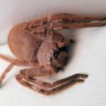 Isopedella inola, Australian Huntsman Spider, Alice Springs, NT