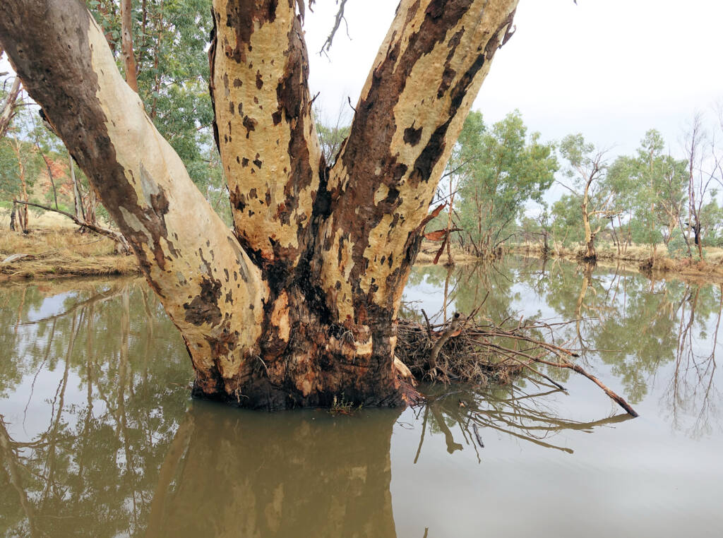 Laura Creek (tributary) looking north (view from Larapinta Drive), NT