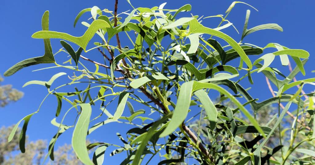 Bat's Wing Coral Tree (Erythrina vespertilio)