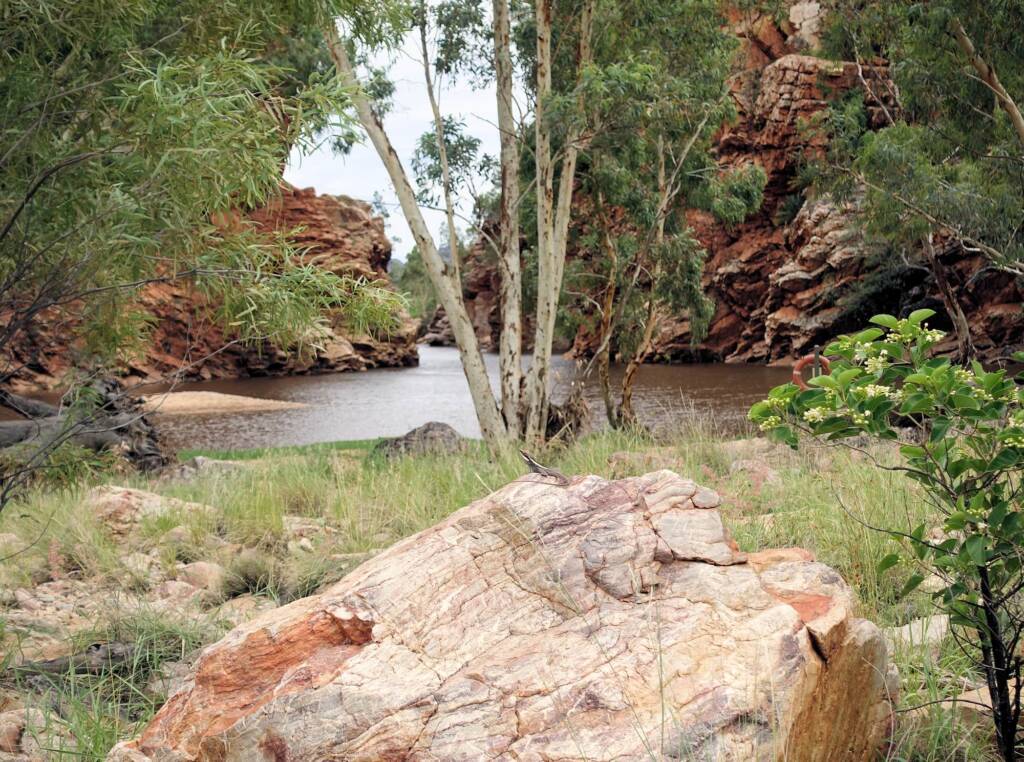 A Dragon at the Creek - Ellery Creek Big Hole Long-nosed Dragon (Gowidon longirostris)