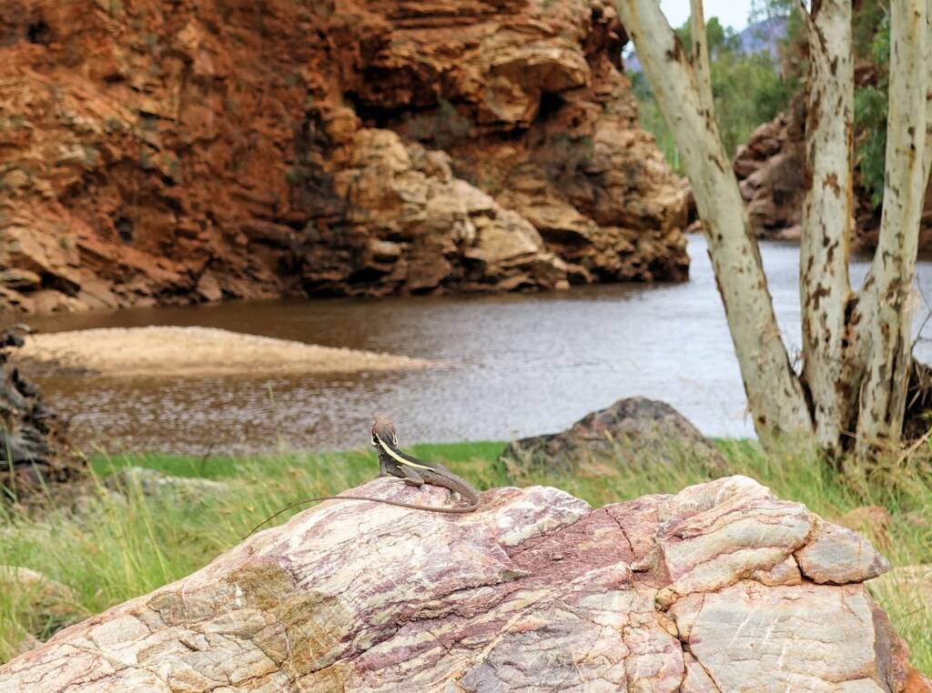 A Dragon at the Creek - Ellery Creek Big Hole Long-nosed Dragon (Gowidon longirostris)