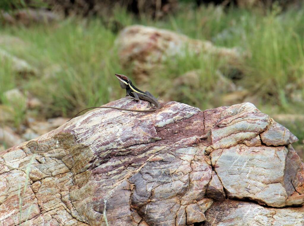 A Dragon at the Creek - Ellery Creek Big Hole Long-nosed Dragon (Gowidon longirostris)