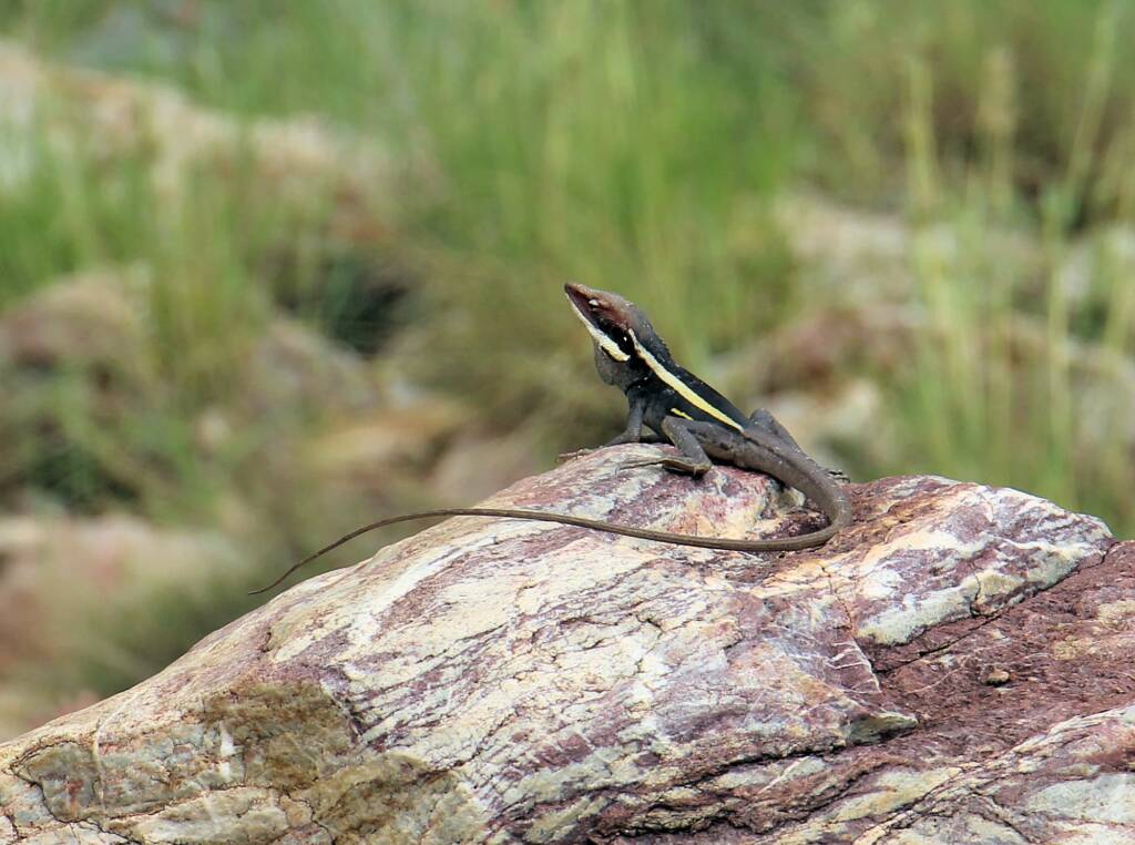 A Dragon at the Creek - Ellery Creek Big Hole Long-nosed Dragon (Gowidon longirostris)