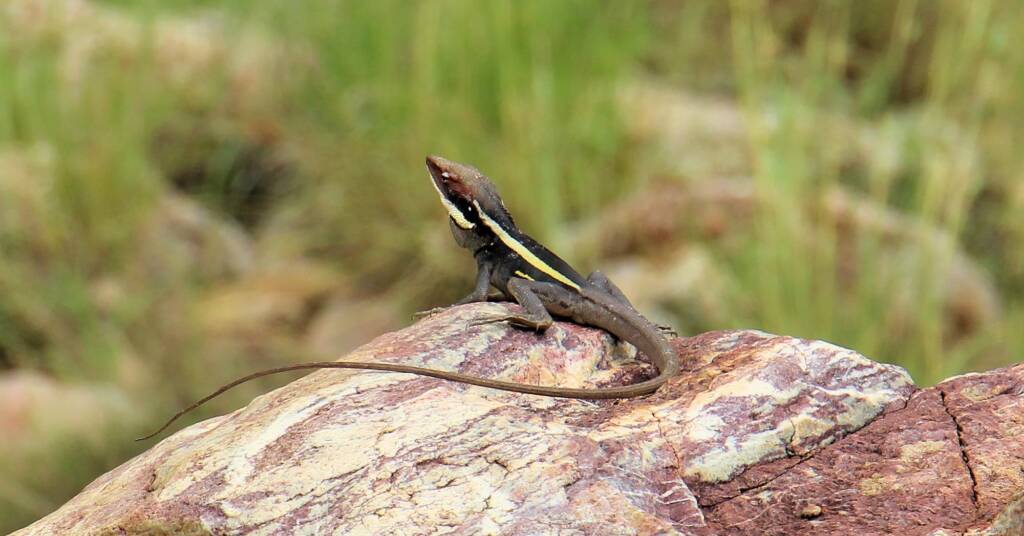 A Dragon at the Creek - Ellery Creek Big Hole Long-nosed Dragon (Gowidon longirostris)