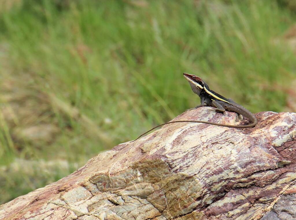 A Dragon at the Creek - Ellery Creek Big Hole Long-nosed Dragon (Gowidon longirostris)