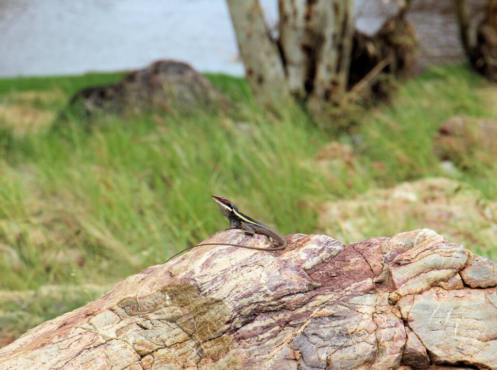 A Dragon at the Creek - Ellery Creek Big Hole Long-nosed Dragon (Gowidon longirostris)