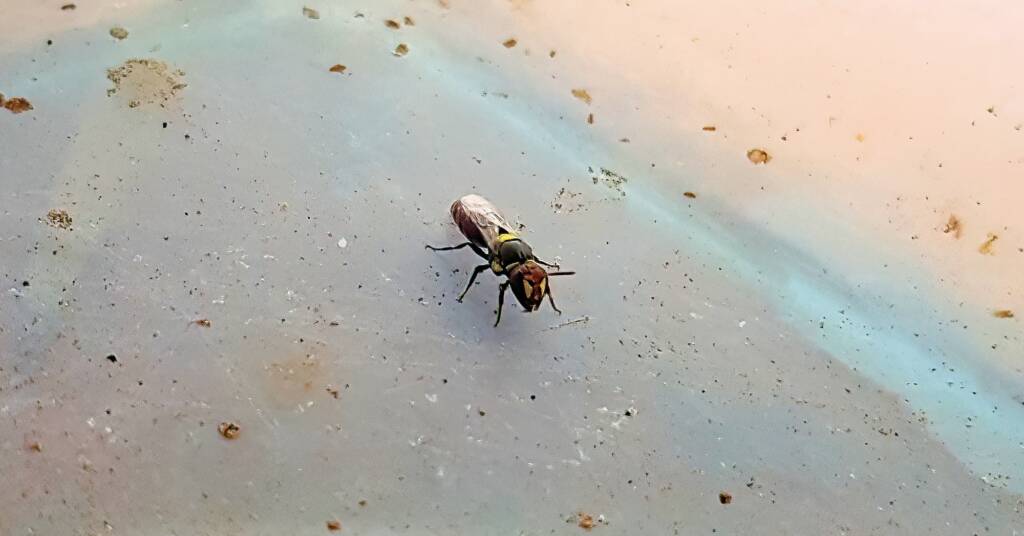 Masked Bee (Hylaeus sp), Alice Springs, NT