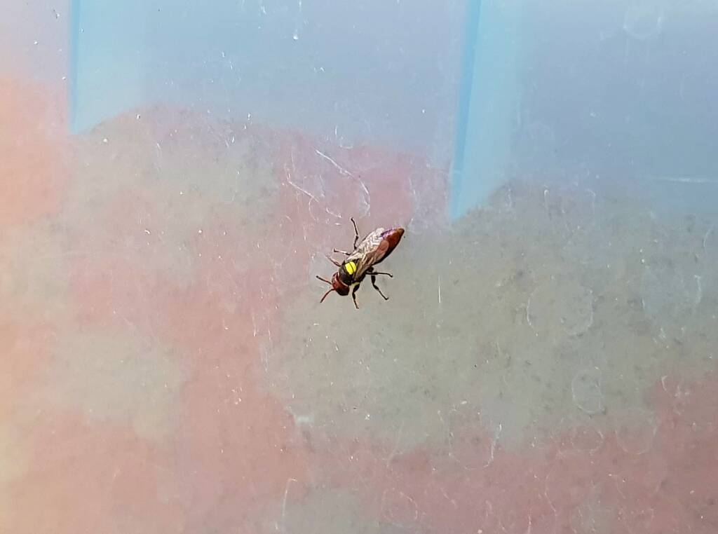 Masked Bee (Hylaeus sp), Alice Springs, NT