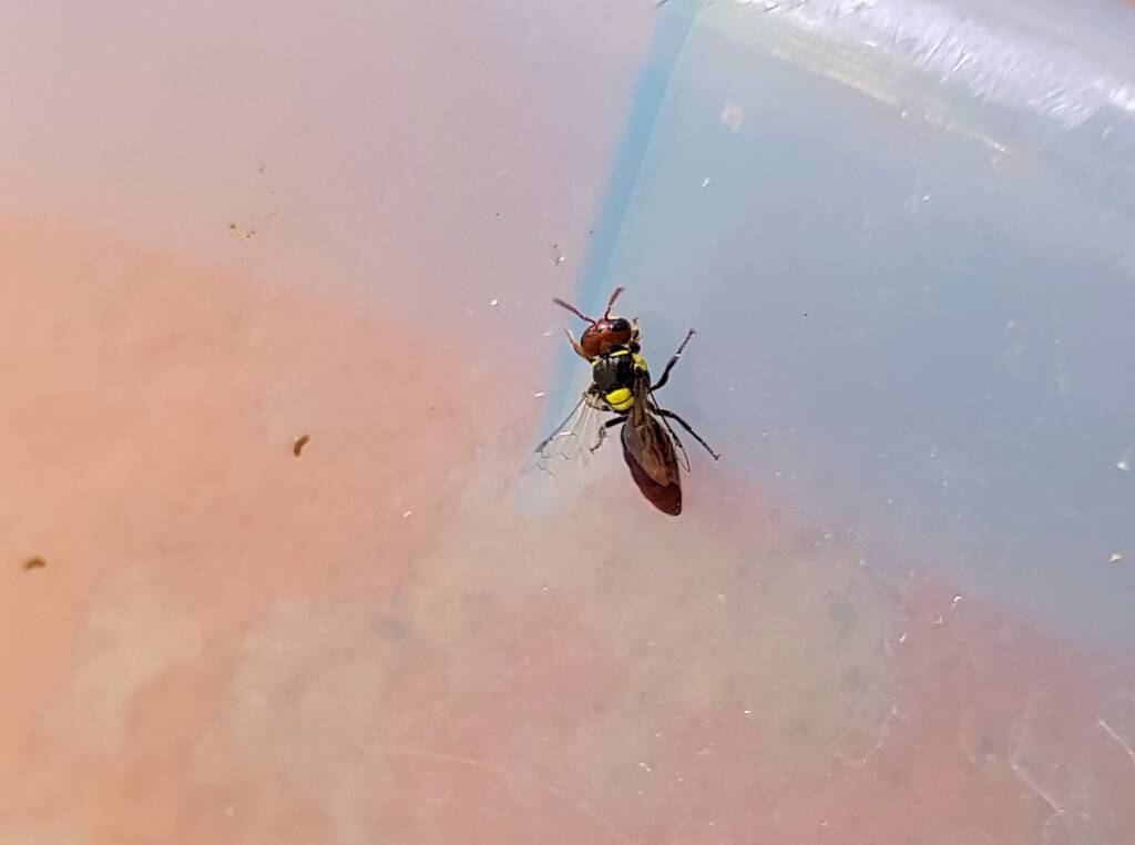 Masked Bee (Hylaeus sp), Alice Springs, NT