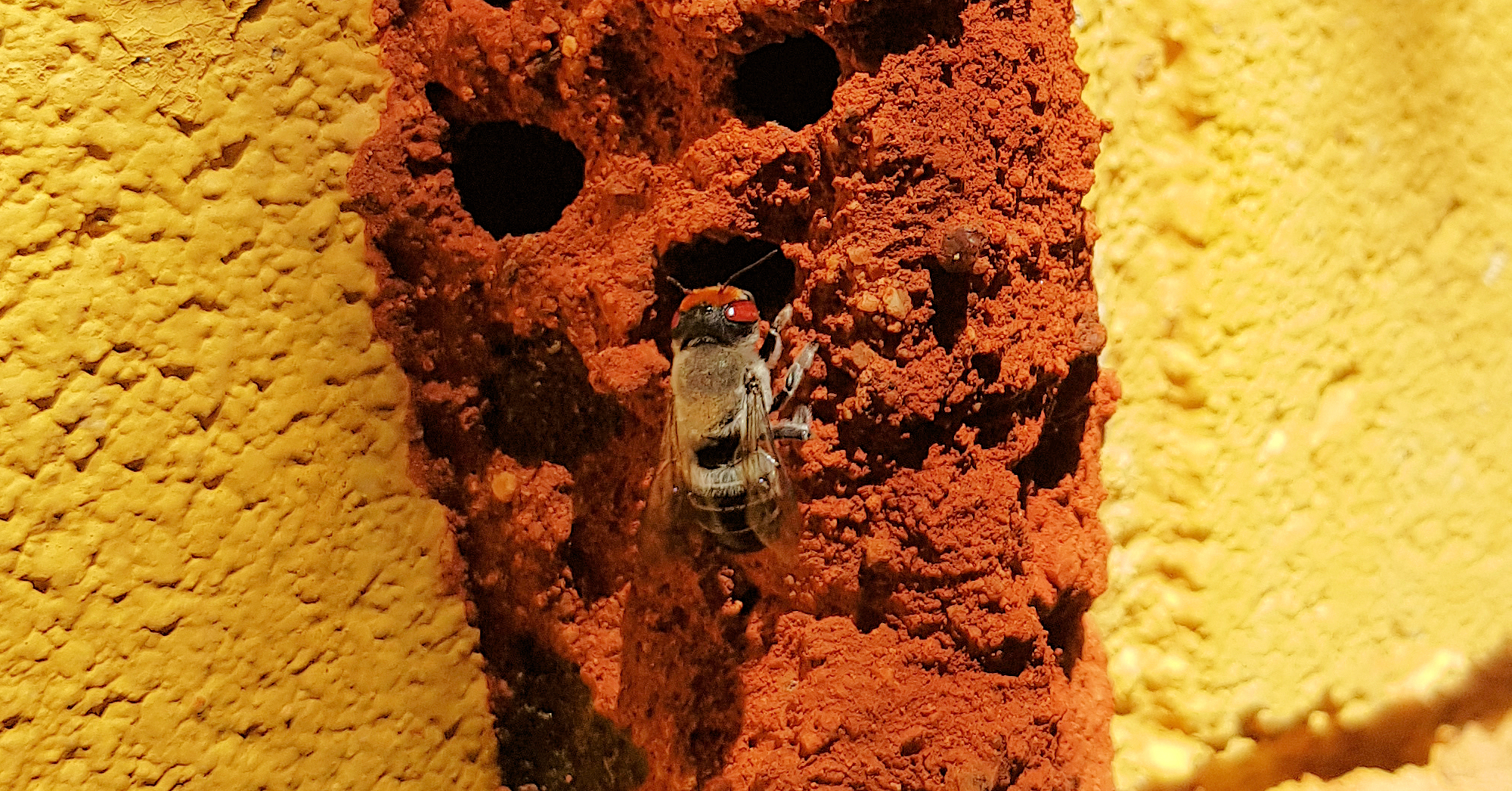 Megachile aurifrons, Alice Springs, NT