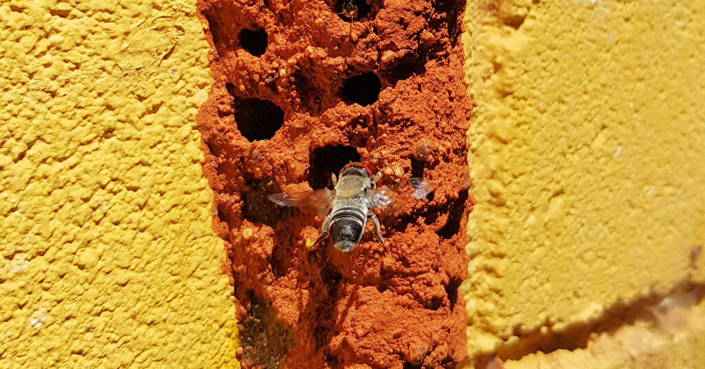 Megachile aurifrons, Alice Springs, NT