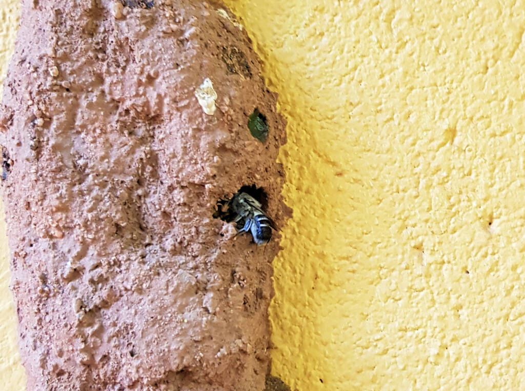 Megachile aurifrons, Alice Springs, NT
