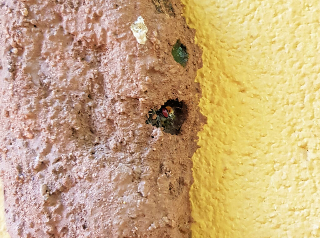 Megachile aurifrons, Alice Springs, NT