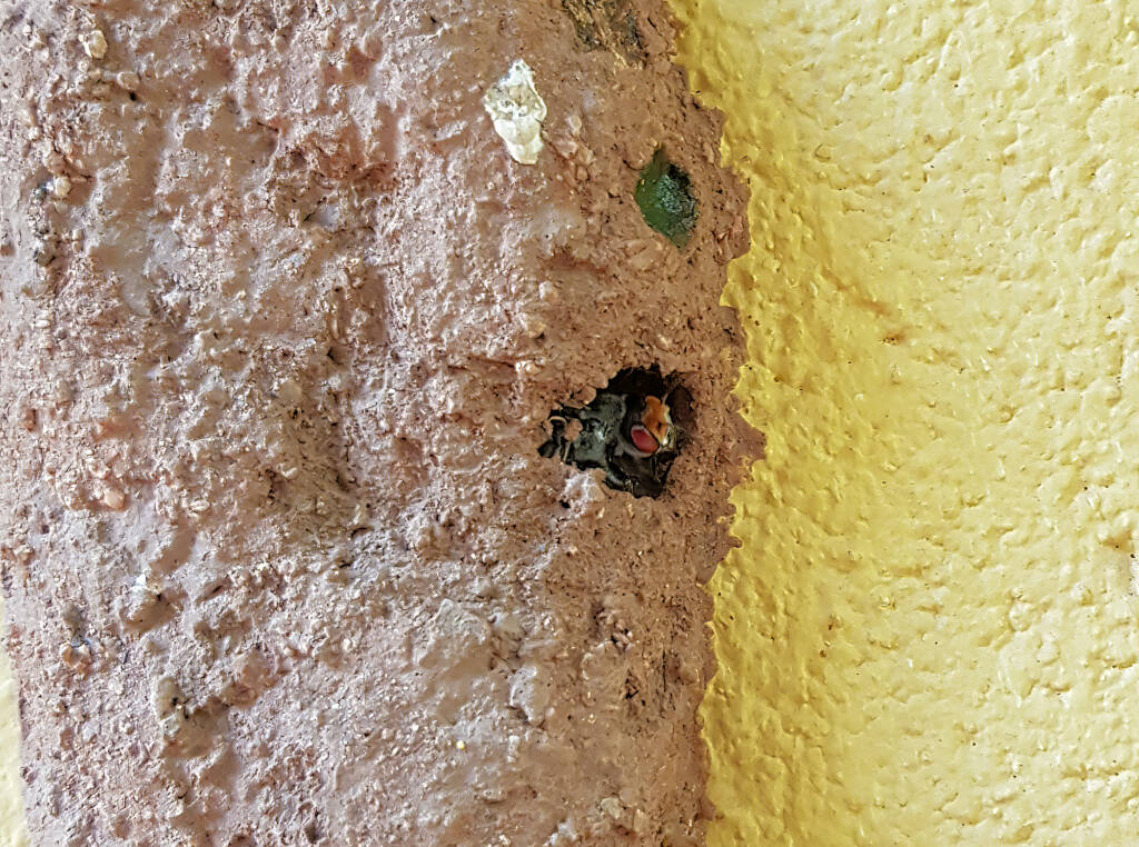 Megachile aurifrons, Alice Springs, NT