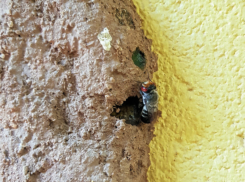 Megachile aurifrons, Alice Springs, NT