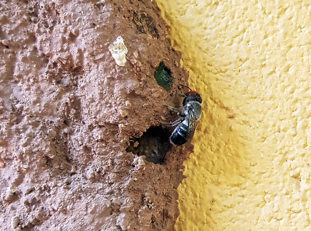 Megachile aurifrons, Alice Springs, NT