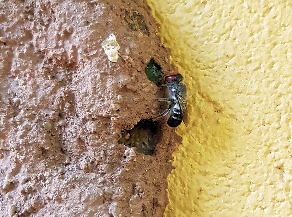 Megachile aurifrons, Alice Springs, NT