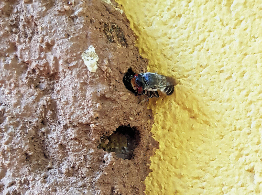 Megachile aurifrons, Alice Springs, NT