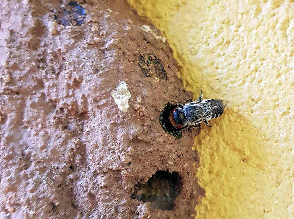Megachile aurifrons, Alice Springs, NT