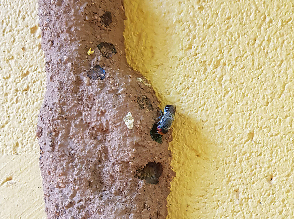 Megachile aurifrons, Alice Springs, NT