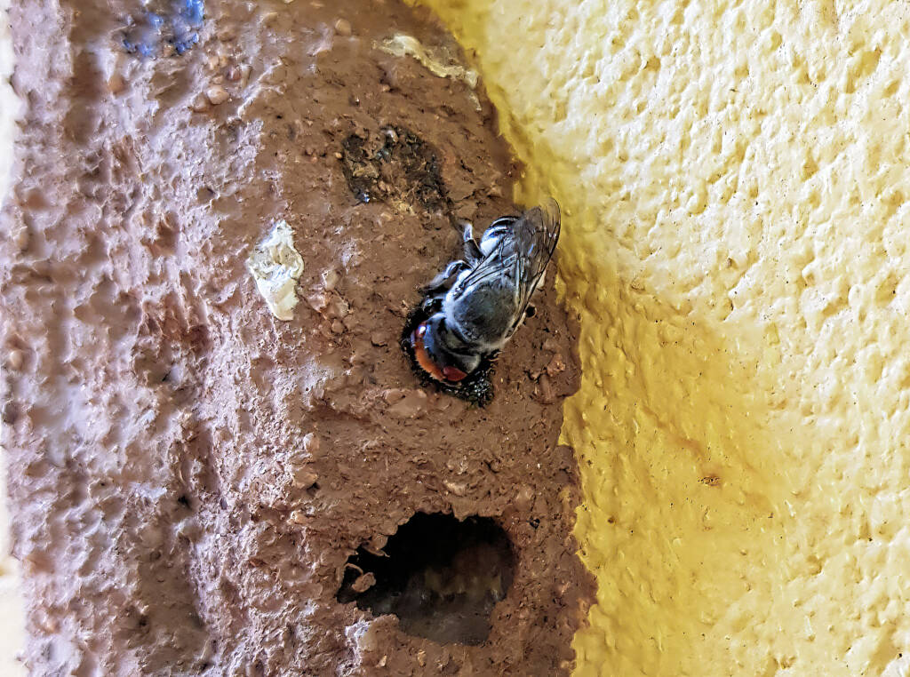 Megachile aurifrons, Alice Springs, NT